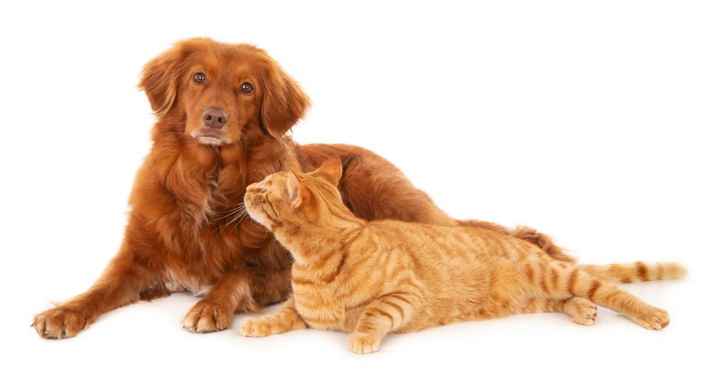 домашні тварини кіт і собака правильне харчування