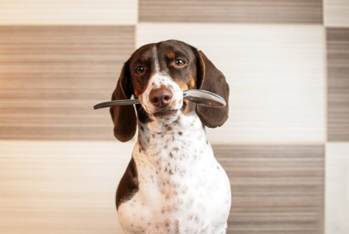 стерилізований собака вдома