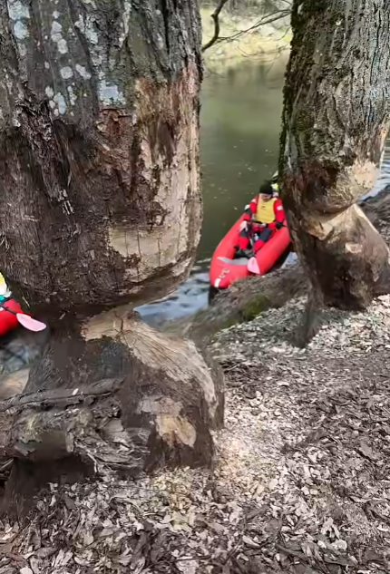 22 км Іршею: мандрівник Олександр Лавров — про сплав на байдарках...