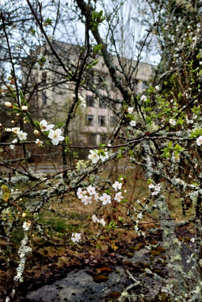 Весна у Прип’яті: місто розквітає крізь бетон і тишу. ФОТО